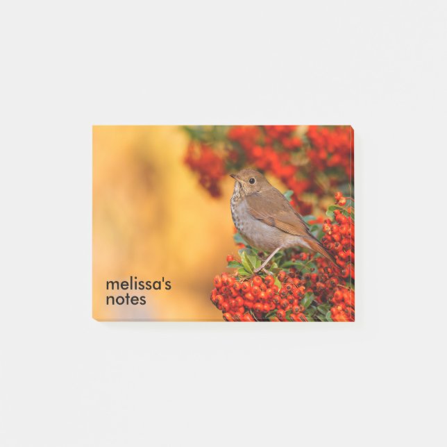 Hermit Thrush Songbird am Scarlet Firethorn Post-it Klebezettel (Vorderseite)