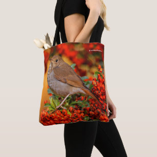 Hermit Thrush Songbird auf Scarlet Firethorn