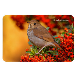 Hermit Thrush Songbird auf Scarlet Firethorn Magnet