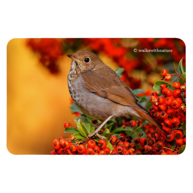 Hermit Thrush Songbird auf Scarlet Firethorn Magnet (Horizontal)