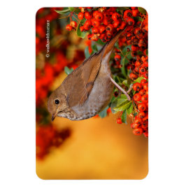 Hermit Thrush Songbird auf Scarlet Firethorn Magnet