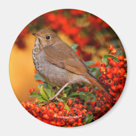 Hermit Thrush Songbird auf Scarlet Firethorn Magnet