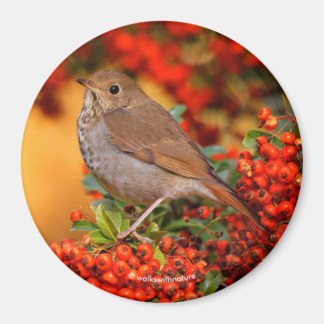 Hermit Thrush Songbird auf Scarlet Firethorn Magnet (Vorne)