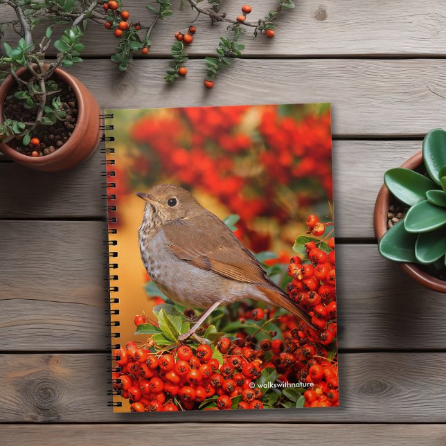 Hermit Thrush Songbird auf Scarlet Firethorn Notizblock (Hermit Thrush on the Scarlet Firethorn Journal Cover Photo)