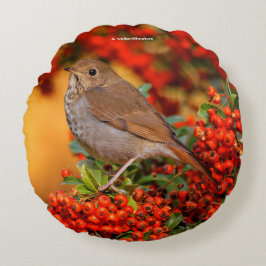Hermit Thrush Songbird auf Scarlet Firethorn Rundes Kissen