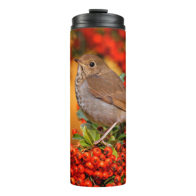 Hermit Thrush Songbird auf Scarlet Firethorn Thermosbecher (Vorderseite)