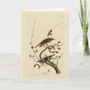 Hermit Thrush von Audubons Vögeln in Amerika Karte