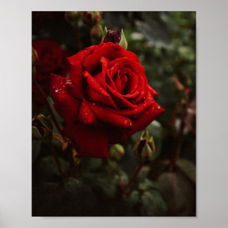 Hermoso Póster de rosas rojas Poster