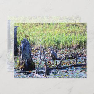 Heron 6467 postkarte