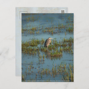 Heron 6937 postkarte
