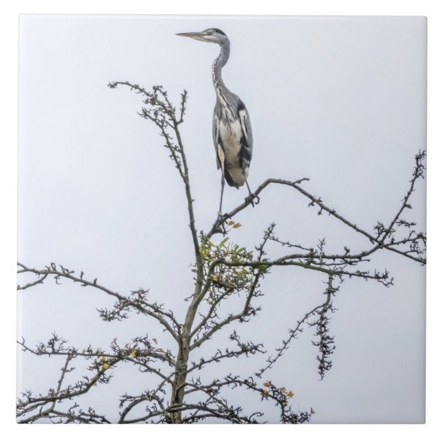 Heron auf Baumansicht Keramik Kachel (Vorderseite)