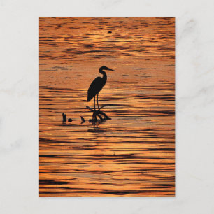 Heron bei Sunset Postkarte