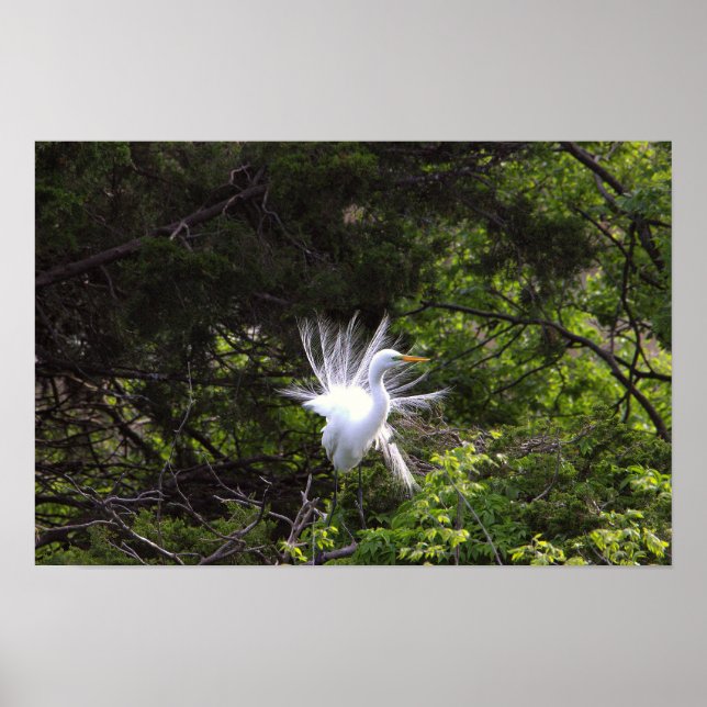Heron Bird in Tree Poster (Vorne)