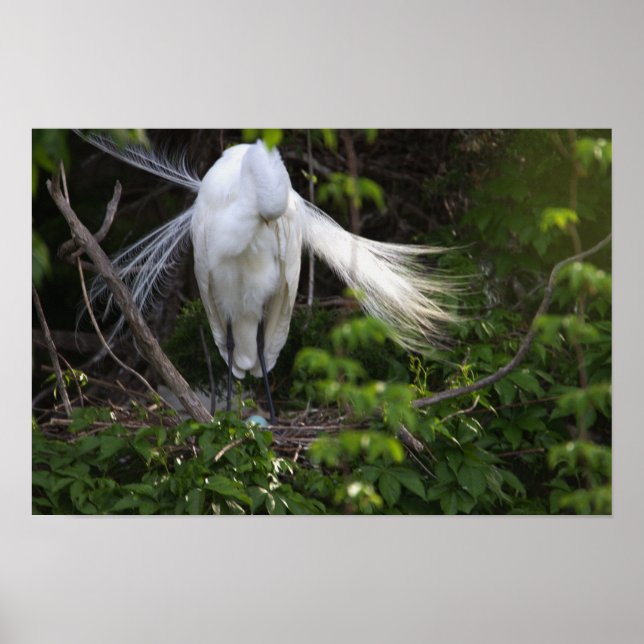Heron Bird in Tree Poster (Vorne)