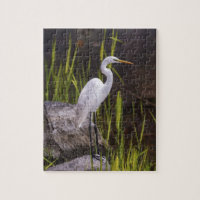 Heron Bird Nature River Rocks