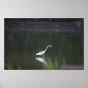 Heron Bird on Water Poster