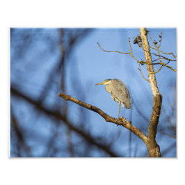 Heron Cendri Fotodruck