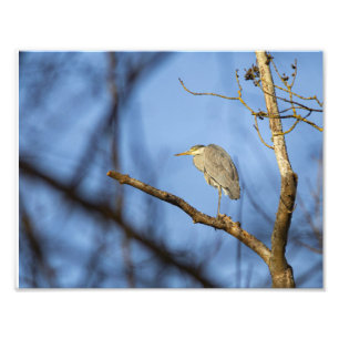 Heron Cendri Fotodruck