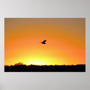 Heron Flying am Sunset Foto Poster