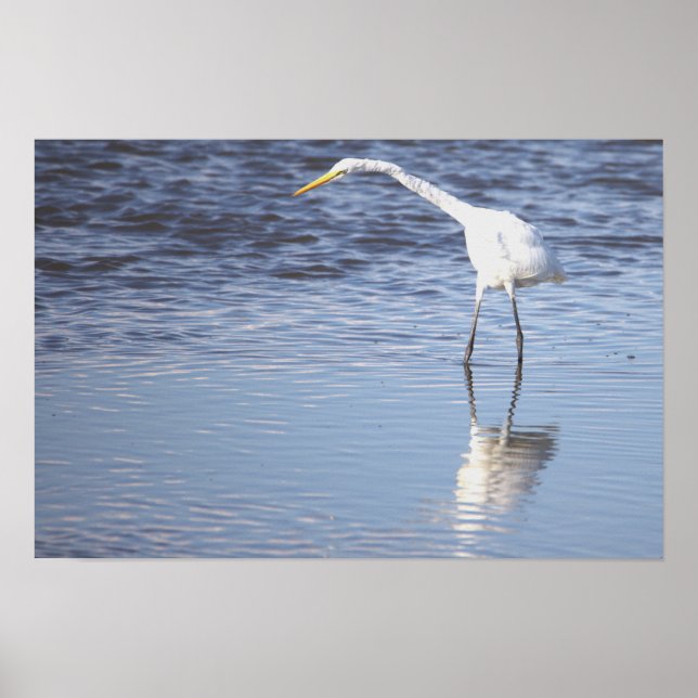 Heron Foto Poster (Vorne)
