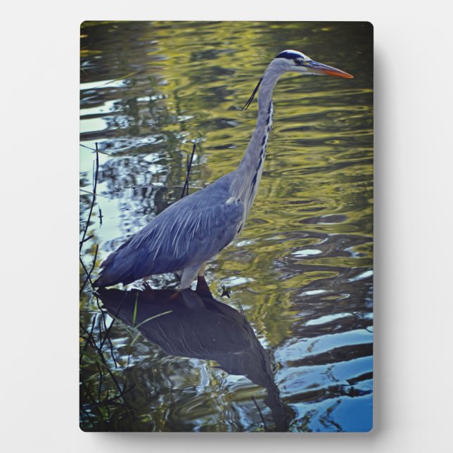 Heron Fütternd im Teich bei RHS Wisley, Vereinigte Fotoplatte (Vorderseite)