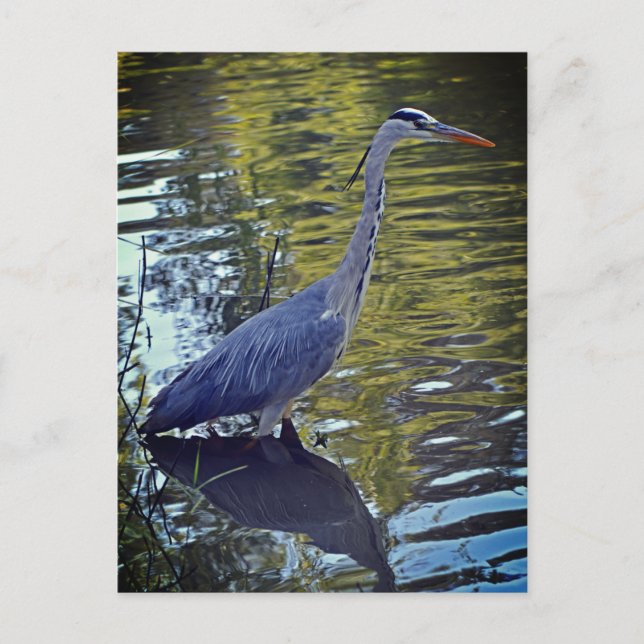 Heron Fütternd im Teich bei RHS Wisley, Vereinigte Postkarte (Vorderseite)
