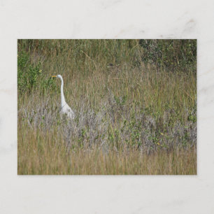 Heron im Gras Postkarte