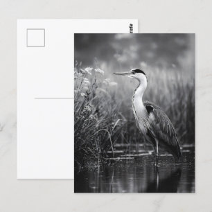 Heron in Marsch Schwarz und Weiß Postkarte