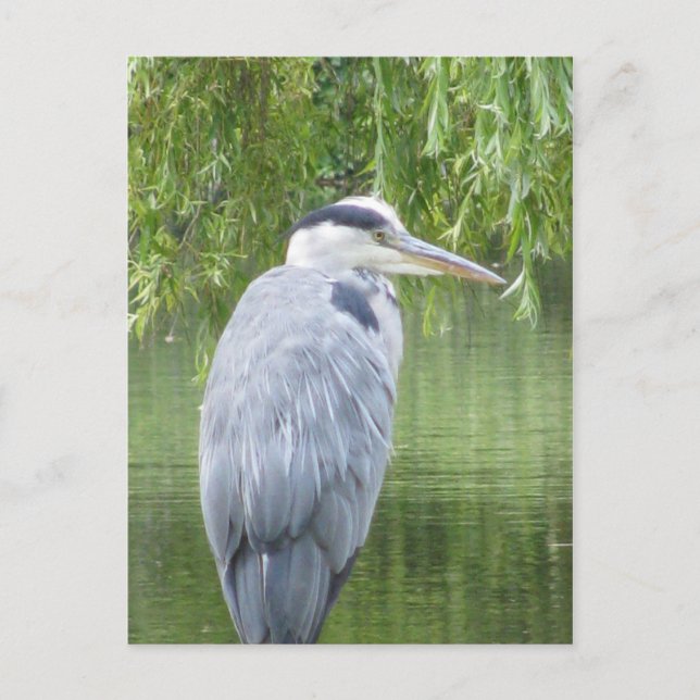 Heron nah up Postcard Postkarte (Vorderseite)