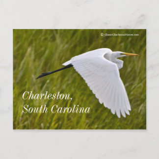 Heron of Charleston Postkarte