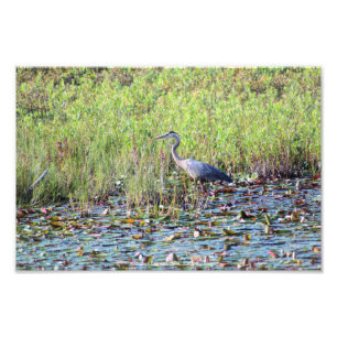 Heron P6450 Fotodruck