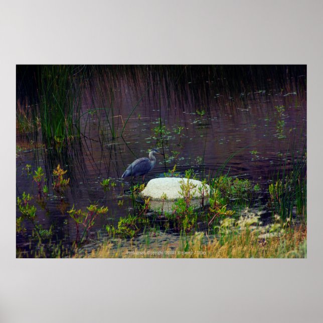 Heron P6987 Poster (Vorne)