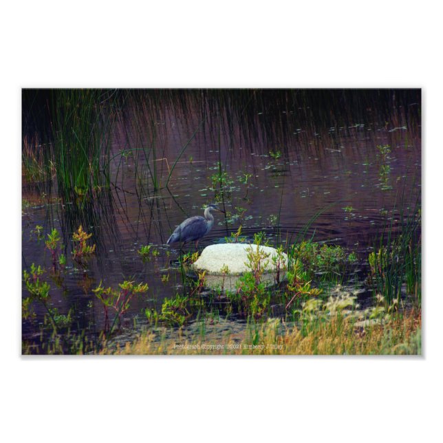 Heron P9687 Fotodruck (Vorne)