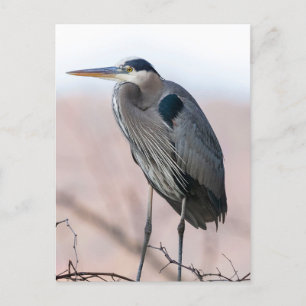 Heron Postcard Postkarte