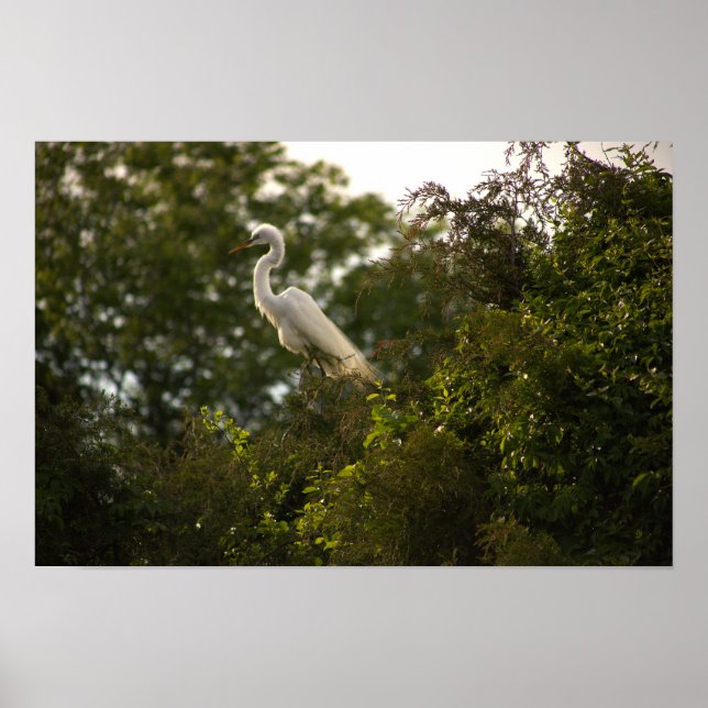 Heron Poster (Vorne)