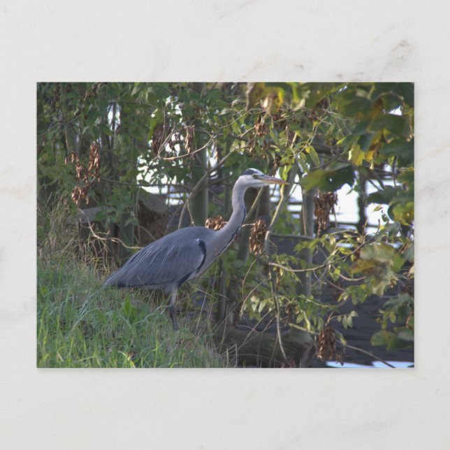 Heron Postkarte (Vorderseite)