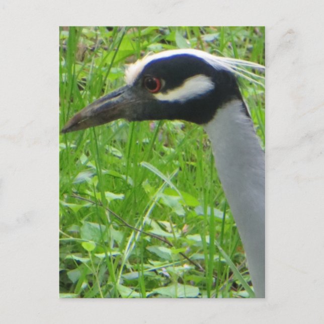 Heron Profil Postkarte (Vorderseite)