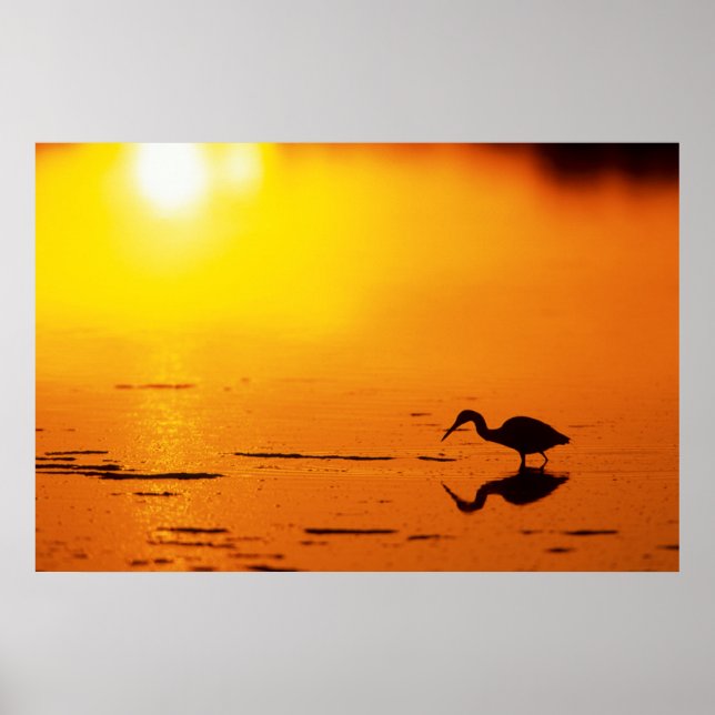 Heron Silhouette bei Sonnenuntergang, Florida Poster (Vorne)