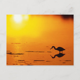 Heron Silhouette bei Sonnenuntergang, Florida Postkarte