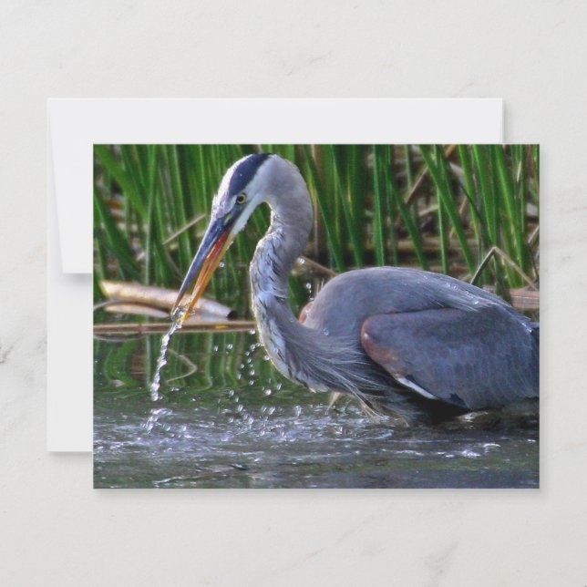 Heron Splash (Vorderseite)