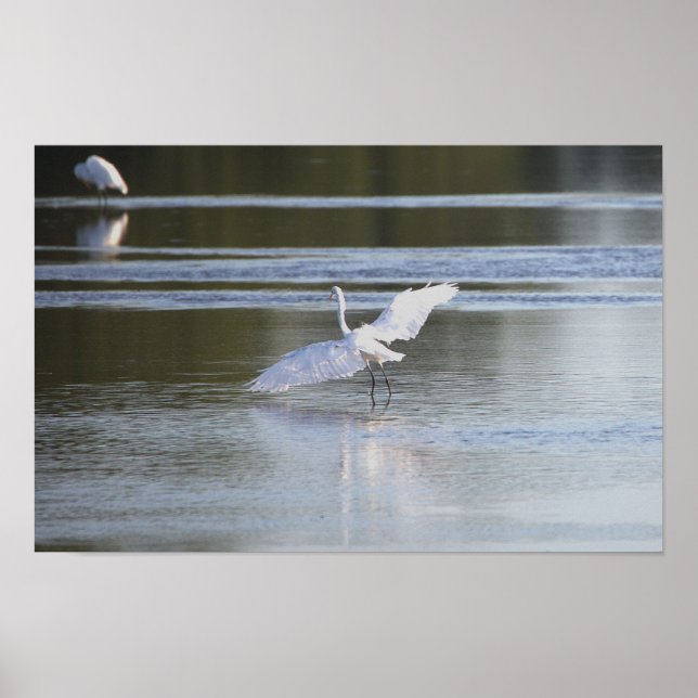 Heron Spreading Wings Foto Poster (Vorne)