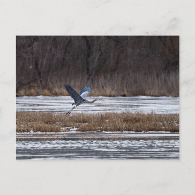 Heron Start Postkarte (Vorderseite)