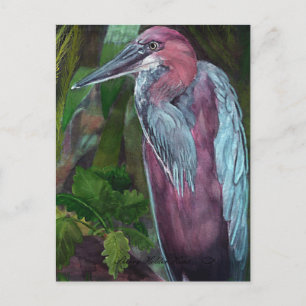 Heron Stehend allein 2 Postkarte
