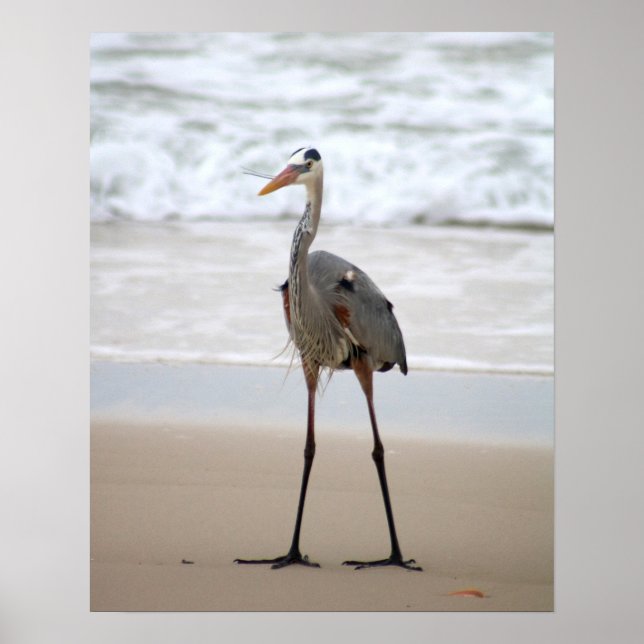 Heron Stehend auf der Strandfarbe 16x20 Poster (Vorne)