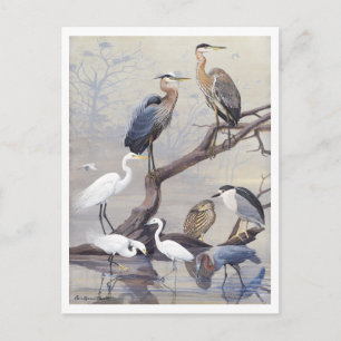 Heron und Egret Vintag Postcard Postkarte