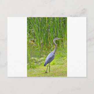 Heron Walk Postkarte