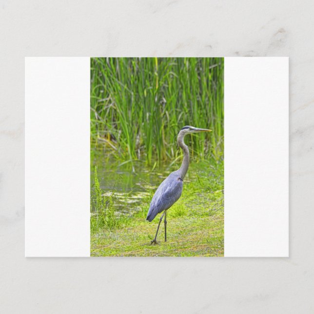 Heron Walk Postkarte (Vorderseite)