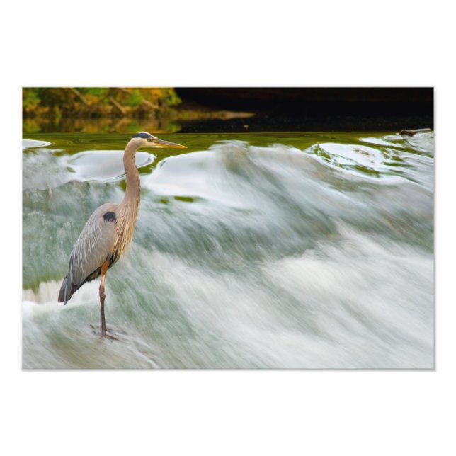 Heronfischerei bei Olmstead Falls, Ohio Fotodruck (Vorne)