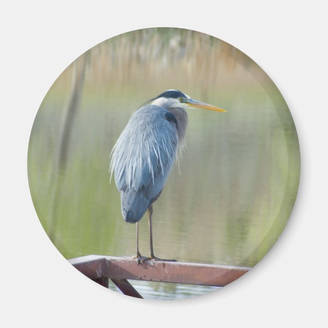 Heronmagnet Magnet (Vorne)