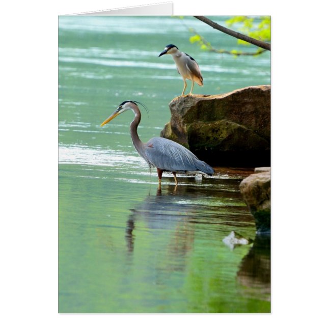 Herons (Vorne)